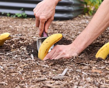 ¡Pon plátanos en tu jardín y mira lo que pasa!