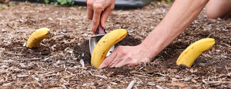 ¡Pon plátanos en tu jardín y mira lo que pasa!